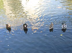 CLL49's tweet photo. Légendes des photos de l'Ill via Wikipédia
1 L'Iton au pied de la cathédrale d'Évreux
2 Le Vieux château de Condé-sur-Iton
3 L'L'Iton au pied de la cathédrale d'Évreux
4 Canards Colverts dans l'Iton à Évreux https://t.co/KhjYS5z7X0