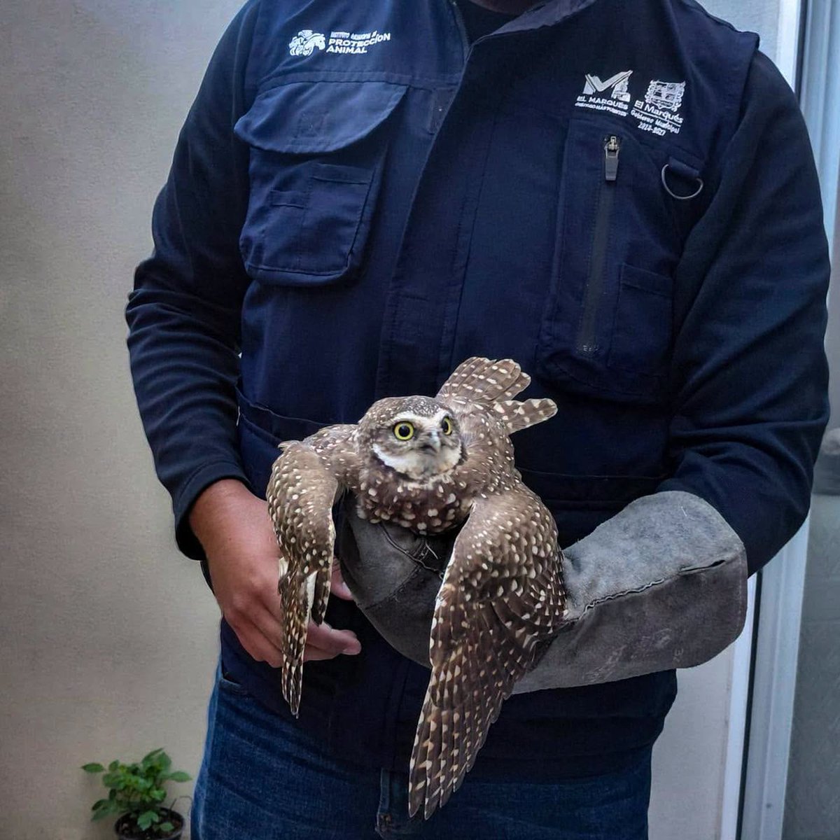 PoderCiudadanoo's tweet photo. #EnBocaDeTodos: 🦉🐍 ¡Rescatan a cuatro animales silvestres en El Marqués! Un tecolote y dos serpientes ya fueron entregados a PROFEPA, mientras un cacomixtle permanece bajo cuidado veterinario para su recuperación 🦝🌿
⤵
https://t.co/knOB6rktwH
Únete a nuestro canal 👉 https://t.co/dQK26JQUNx
📌 ¿Tienes una denuncia? Escríbenos al 446 144 4405