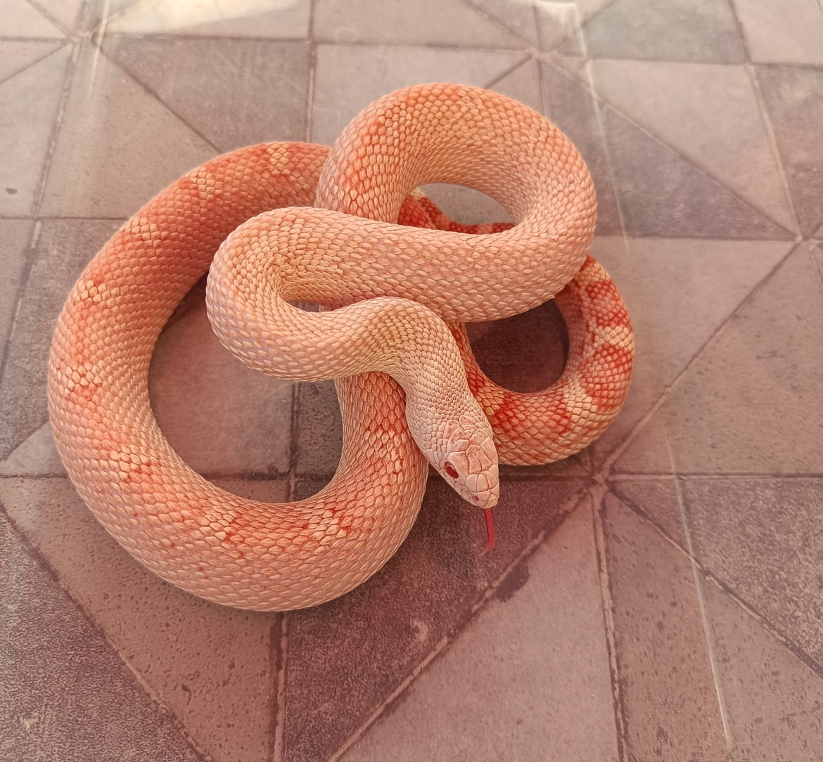nuko_nyaa's tweet photo. En vrai ma face card c’est 0/20 mais celle de mes serpents woh https://t.co/pcoM4khs77