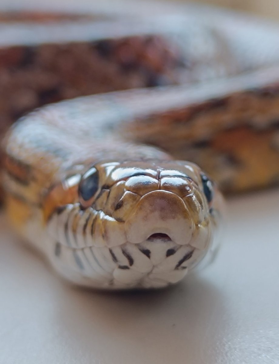 nuko_nyaa's tweet photo. En vrai ma face card c’est 0/20 mais celle de mes serpents woh https://t.co/pcoM4khs77