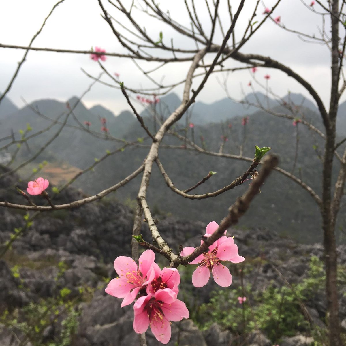 QuinnbABarryTLo's tweet photo. Hoa Đào (Không Anh) https://t.co/4Ob6gdkM2R