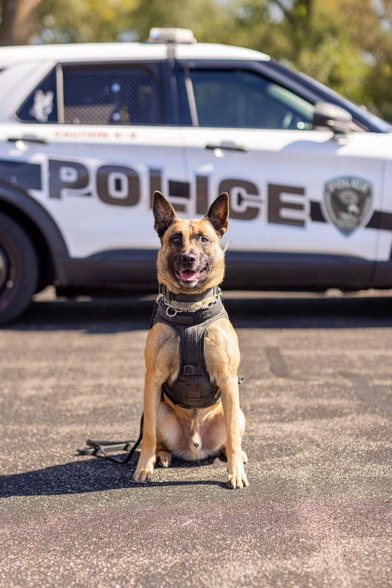 jose22780's tweet photo. RPD K9's SMILIN' PRETTY:  
Just a little fun in the sun 
photoshoot during their most 
recent training day! 
Friends of Rockford 
Police K-9 Unit https://t.co/rJnORflhuP