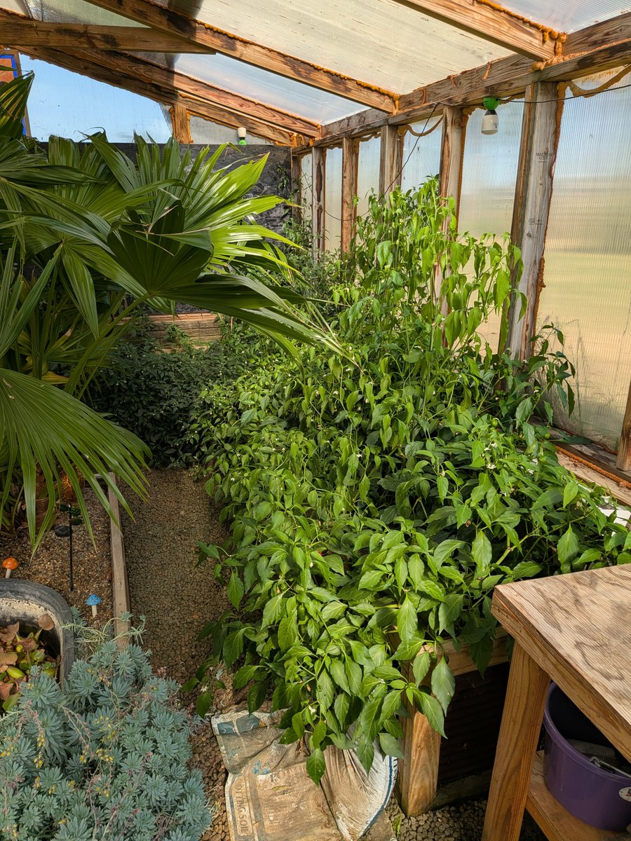 flintlockactual's tweet photo. The peppers in my greenhouse are doing so well that when it gets hot in here the air is spicy. Pretty awesome! https://t.co/tuZ4Bw5O3b