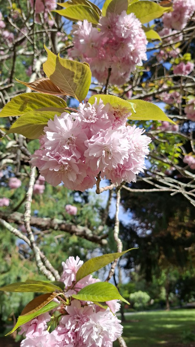 GabyLynch9's tweet photo. Good morning 😊 Some #PinkFriday floofy for ya. Yes, still plenty of blossom out there 🩷 https://t.co/XiJCZ6ipBl