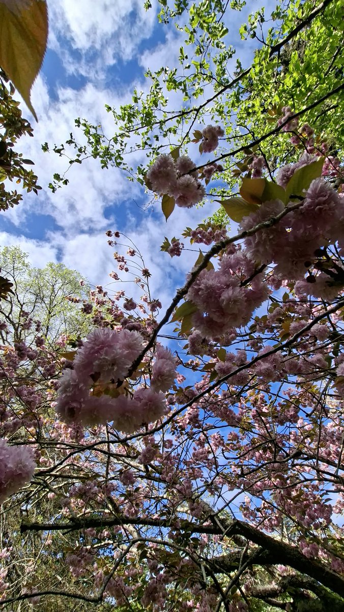 GabyLynch9's tweet photo. Good morning 😊 Some #PinkFriday floofy for ya. Yes, still plenty of blossom out there 🩷 https://t.co/XiJCZ6ipBl