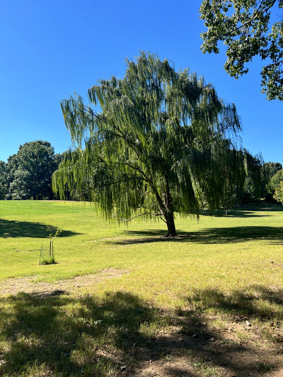 effthealgorithm's tweet photo. Scenes from today’s walk. https://t.co/ySP12131ns