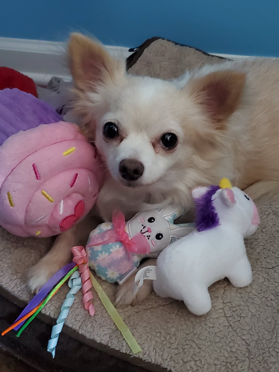 paco5775's tweet photo. Throwback Thursday 💖 #dogsoftwitter #AdorableAnna #ForeverLoved https://t.co/OkPJcYjVKd