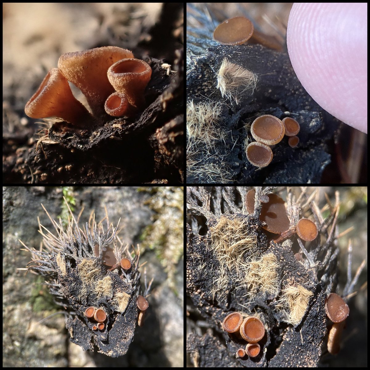 StevePa46290725's tweet photo. I’m always on the lookout for fungi with interesting vernacular names, but this one has to be the best - Hairy Nuts Disco (Lanzia echinophila) 😎 Growing on rotting Sweet Chestnut husks. Surrey 22/10/26 #fungi https://t.co/vUJsxQLucb