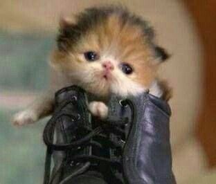 judeykat's tweet photo. no stop you just put one paw in stupid https://t.co/LEOxPWBViC