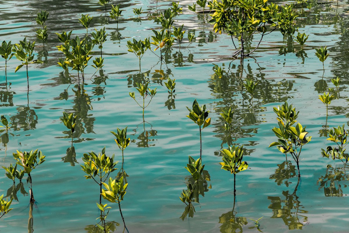 AfCDigest's tweet photo. A new fund from @FinanceEarth and @Fsd_Africa - https://t.co/wMVjzP2cly - the $100M Africa Nature Impact Fund will invest in early-stage nature and nature-based carbon projects across #Africa.
#africa #privatecapital #investment #fundlaunch #news #climate #carbon #nature https://t.co/STNpoMjcpJ