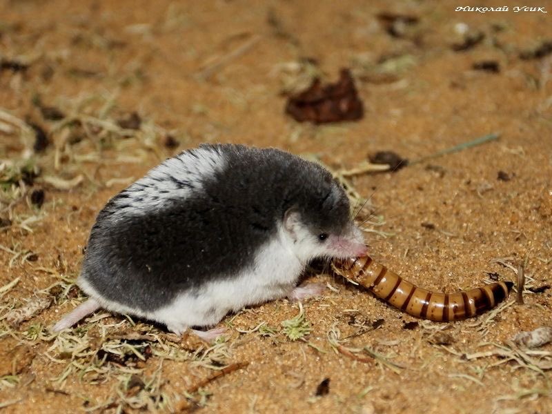 sealulu_'s tweet photo. behold.... the piebald shrew https://t.co/R4kTZ2KG0b