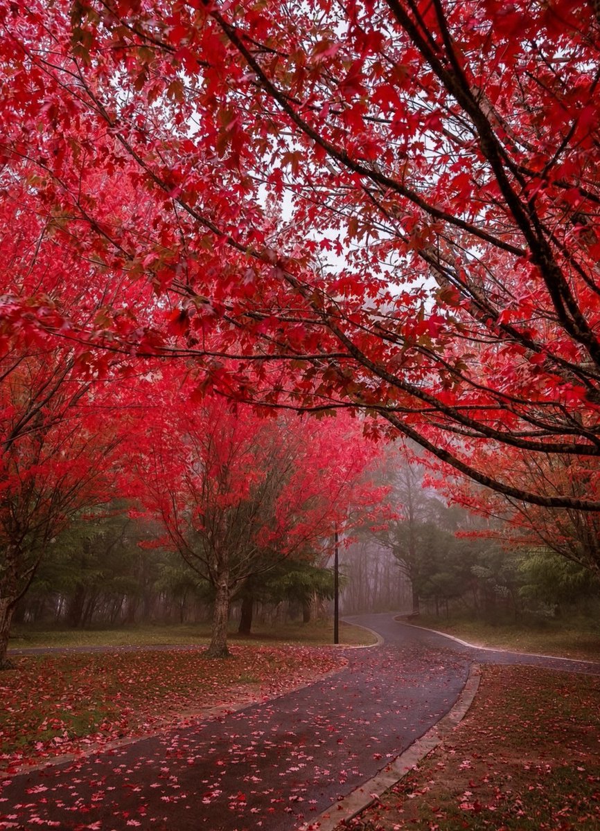 Oi_On_Ya's tweet photo. Good morning everyone!
Macedon Ranges Victoria Australia.🍂

May you find a
moment of stillness today—
a deep breath, a ray of light
the warmth of a kind thought.

Even in uncertain times
love endures, kindness
matters, and hope
quietly takes root
Sending you warmth
and peace today.
Happy Friday!.🍂