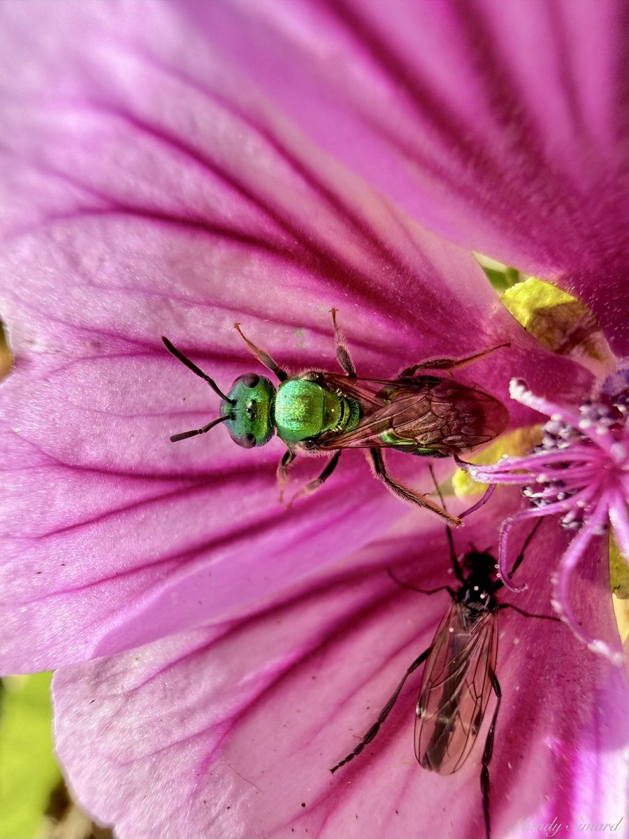 MandyLSimard's tweet photo. Happy Insect Thursday! https://t.co/3qrT7BNYFT