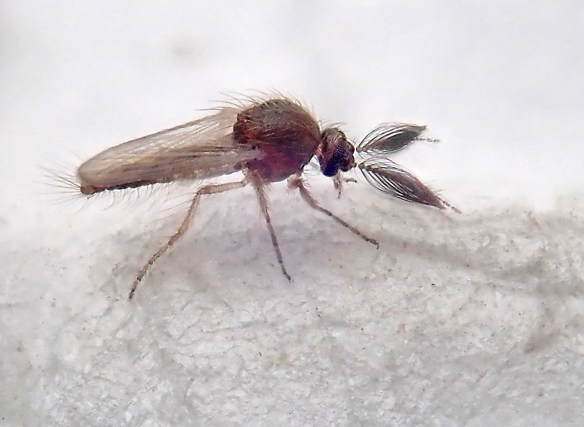 CIDRAP's tweet photo. First ever human case of livestock-related Shamonda virus identified in France

Investigations are ongoing abt how the man, now deceased, contracted the virus normally found in livestock. Experts say the risk to the public is low https://t.co/Ar30THPt3w

📷: Ian Jacobs/Flickr cc https://t.co/frLJCQQyt0