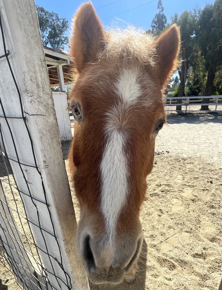 IndependentRed4's tweet photo. Prayers Up please for precious GongerSnap who is colicing- emergency vet on the way 🙏🏻
TY https://t.co/iBXZT8e37e