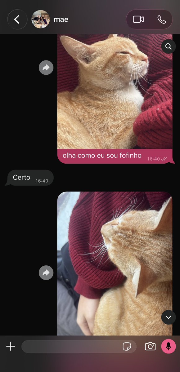 badbaninha's tweet photo. eu tentando convencer minha mãe a me deixar entrar com o gato que não sai da área de casa pra dentro https://t.co/cREWJmoX3r