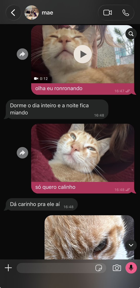badbaninha's tweet photo. eu tentando convencer minha mãe a me deixar entrar com o gato que não sai da área de casa pra dentro https://t.co/cREWJmoX3r