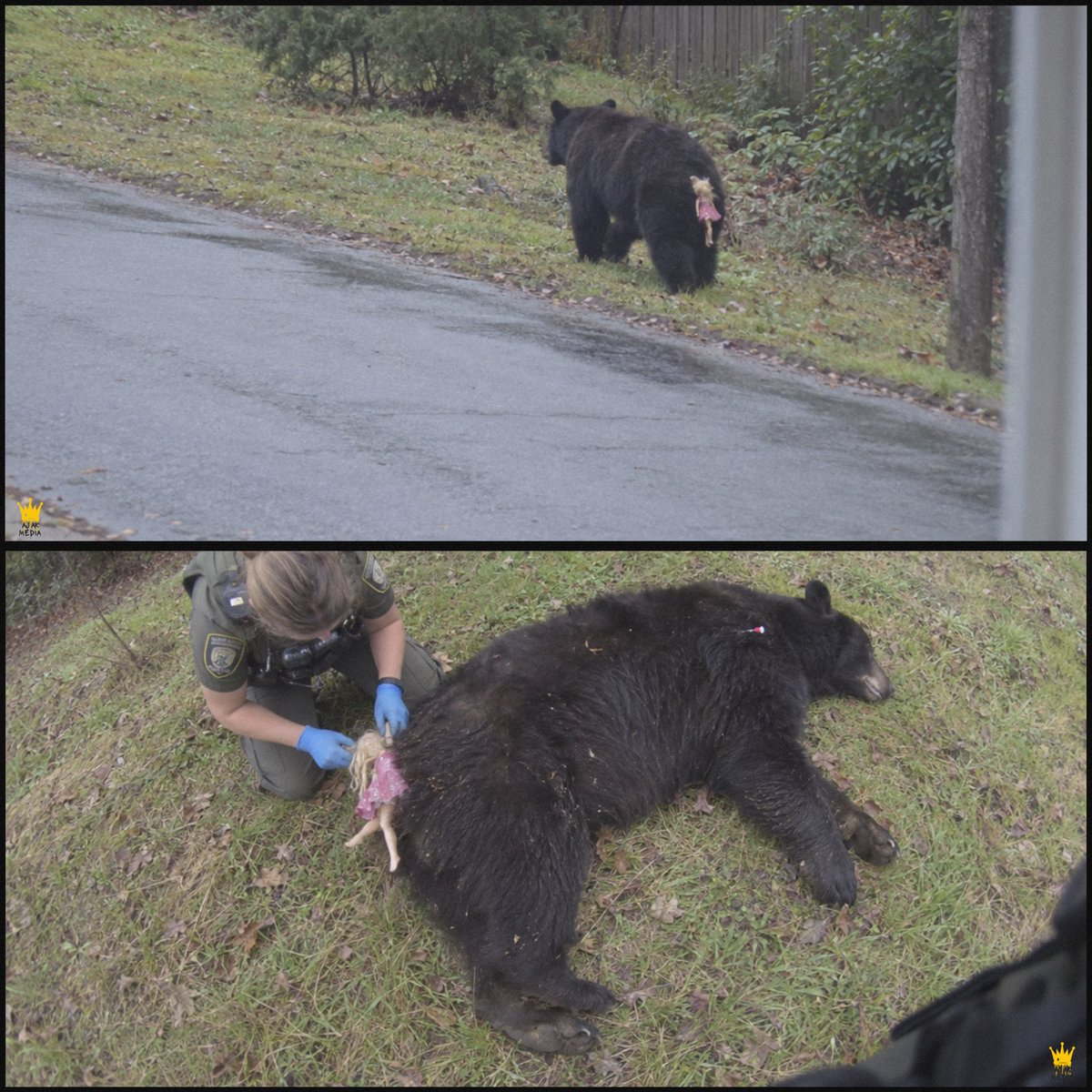 LovingCreaturez's tweet photo. One of the strangest 911 calls came from a little girl crying that a bear had stolen her doll, but ten minutes later, officers realized she wasn’t joking.

Police had received a call from a sobbing little girl claiming that a bear had wandered into her backyard and taken her favorite doll. Confused by the unusual complaint, dispatchers initially assumed it was a misunderstanding and ended the call. But just ten minutes later, three separate reports came in about a black bear wandering through the neighborhood with what appeared to be a doll dangling from its backside.

Witnesses even reported seeing the bear repeatedly squatting and rubbing its rear against the ground, seemingly trying to get rid of whatever was stuck to it. Wildlife officers eventually located the animal and safely tranquilized it for examination. That’s when they discovered the doll had become tangled in its thick fur, with sticky glitter covering part of its backside.

Apparently, the bear had wandered into someone’s backyard, accidentally sat on the doll and walked away with a very unwanted passenger. After removing the toy and checking the bear for injuries, officers realized the little girl had been telling the truth all along.

Unfortunately, her doll was now scratched, filthy and covered in bear fur, so the officers arranged to send her a brand-new one as an apology for not taking her seriously. When the story spread online, people couldn’t stop laughing at the bizarre misunderstanding.

The little girl thought a bear had stolen her doll. Meanwhile, the poor bear had spent the entire afternoon trying to get rid of it.

#wholesome #animals