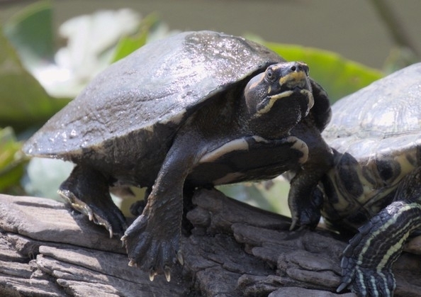 Turtle_Fluent's tweet photo. Species spotlight: the Crowned River Turtle is named for the pale, crown-like stripes on its head. Females reach ~26 in; males barely clear 8. A plant-eater of the Indus, Ganges and Brahmaputra river systems. https://t.co/fwRjD8KPoy https://t.co/CftY4G9Hi7