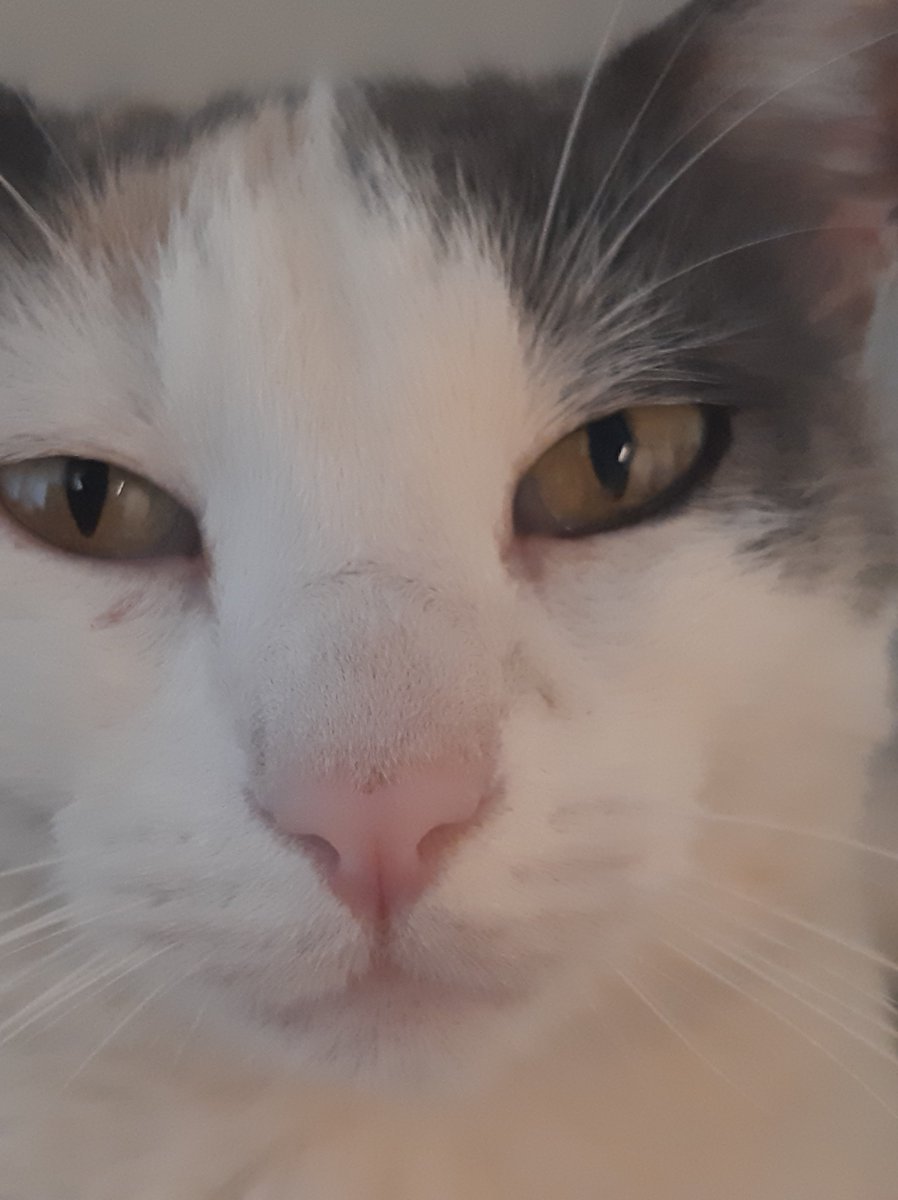 AlineM62's tweet photo. @migatodinamita @Revistadegatos Esta banda te agradece un montón. Tus notas, comentarios, podcast, revista maravillosa, almanaques, fueron muy útiles y nos brindaron muchas bellezas. 
Abrazo fuerte, Susanette! 🫂🥰 https://t.co/JPm2MM2A1W
