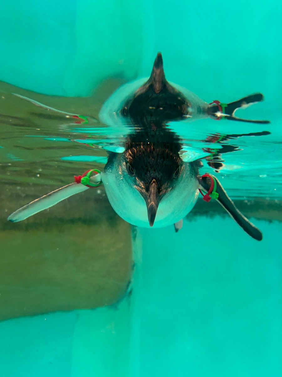 NagasakiPengin's tweet photo. 水中のコガタペンギン
#長崎ペンギン水族館 #penguin #aquarium
#長崎 #長崎観光　#水中 #水族館 #ペンギン #コガタペンギン #Bluepenguin #長崎デート https://t.co/D7y85LNvTQ