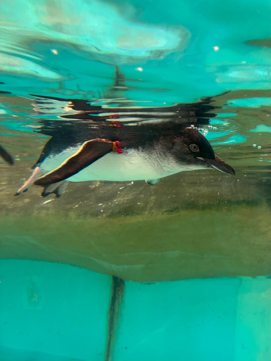 NagasakiPengin's tweet photo. 水中のコガタペンギン
#長崎ペンギン水族館 #penguin #aquarium
#長崎 #長崎観光　#水中 #水族館 #ペンギン #コガタペンギン #Bluepenguin #長崎デート https://t.co/D7y85LNvTQ