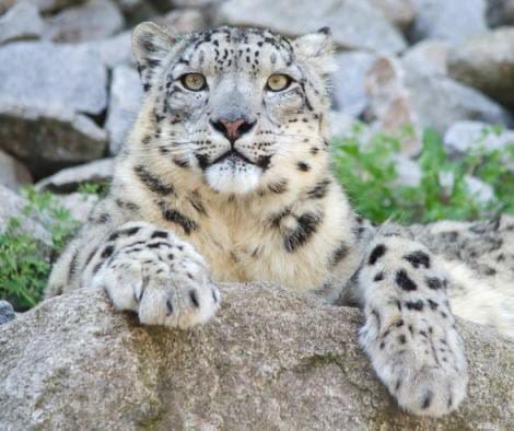 KVSinghMPGonda's tweet photo. On #InternationalSnowLeopardDay, we celebrate India’s dedication to protecting the "Ghost of the Mountains".

​Inspired by Hon'ble PM Shri @narendramodi Ji’s vision for biodiversity, India continues to lead in high-altitude wildlife conservation. 

​The first Snow Leopard Population Assessment in India- SPAI survey revealed 718 snow leopards across the Indian Himalayas, including 477 in Ladakh alone.

The Government of India @moefcc is committed to secure the future of this iconic species through habitat protection & community engagement.

​#SnowLeopardDay #SPAI #GSLEP
@PMOIndia @byadavbjp @moefcc @IBCA_official @ntca_india @wii_india