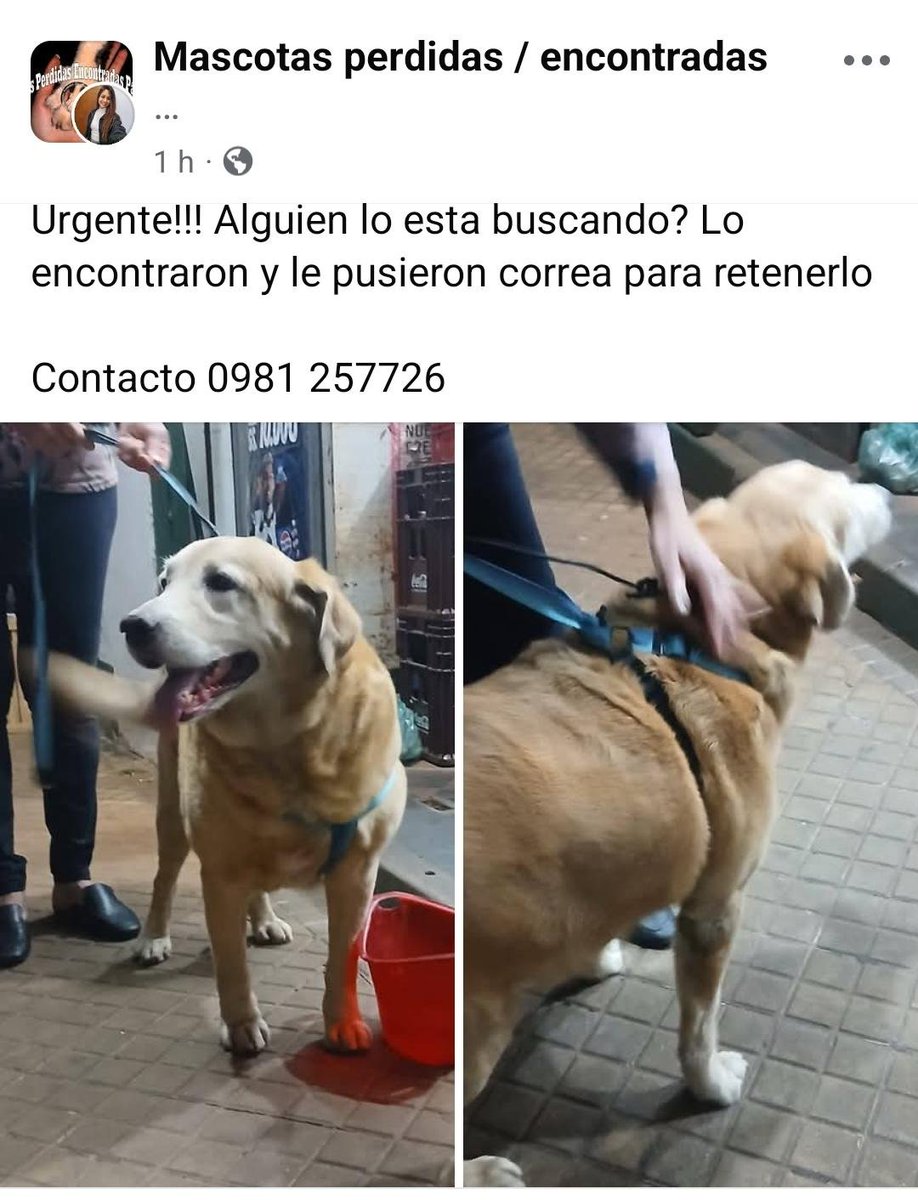 TiFaNiiii's tweet photo. A quien se le perdió su labrador?
Se le está reteniendoooo..
Compartan porfa .. https://t.co/MCTaZptJxi