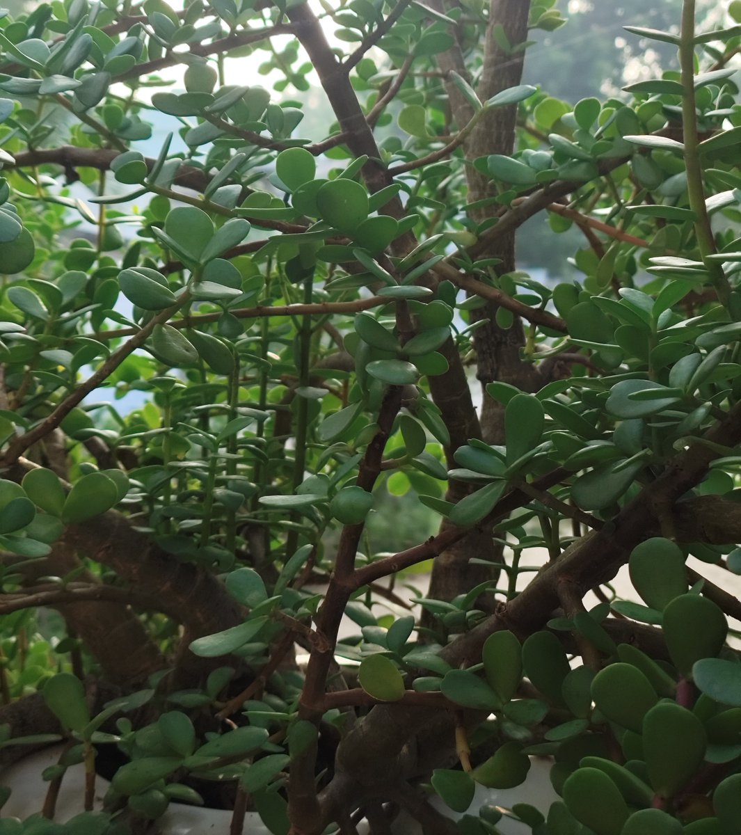 Hardcore_007Fap's tweet photo. Did you spot any animal here, that is camouflaged . Test your eye power 🙌🏻 https://t.co/bWk6rUpvkn