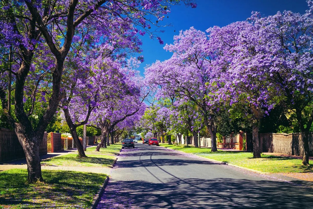 MajorZTMaddem5p's tweet photo. Wiosną australijskie miasta zachwycają kwitnącymi jakarandami. Choć ich opadające kwiaty potrafią utrudnić życie kierowcom, widok fioletowych ulic jest niezapomniany. Podziwialiście je kiedyś? https://t.co/4NjLj7uucp