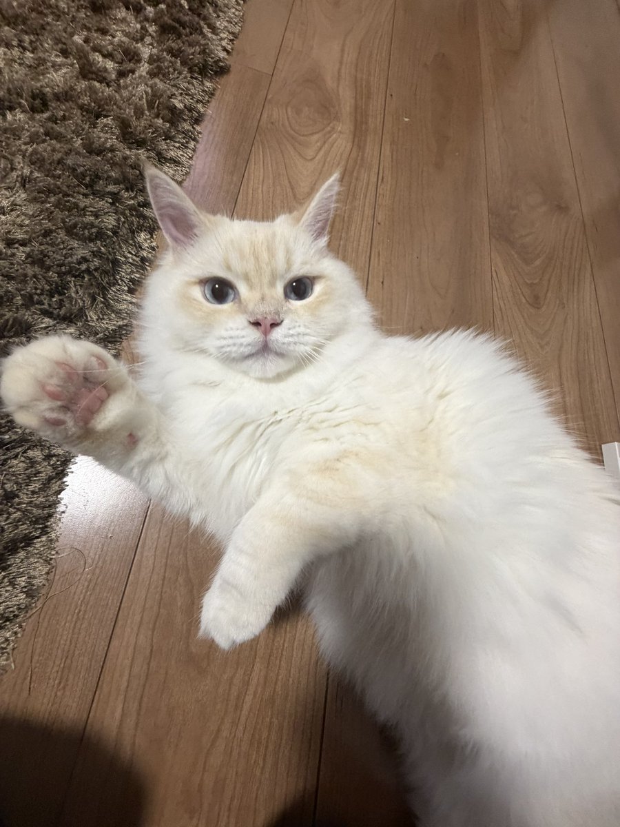 AktFall's tweet photo. 月齢11ヶ月。体重3.95kg
巨猫になる猫種だし、そういうモンなんやろうと思ってたけど、デカくなるペース早いらしい。 https://t.co/x8lhkJgXno
