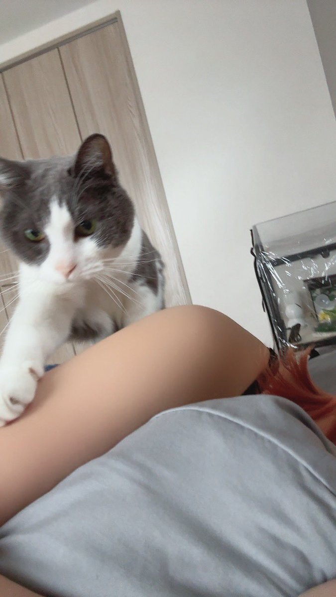 okaka20110901's tweet photo. おはおかか に起こされる飼い主 https://t.co/hss17xTOnD