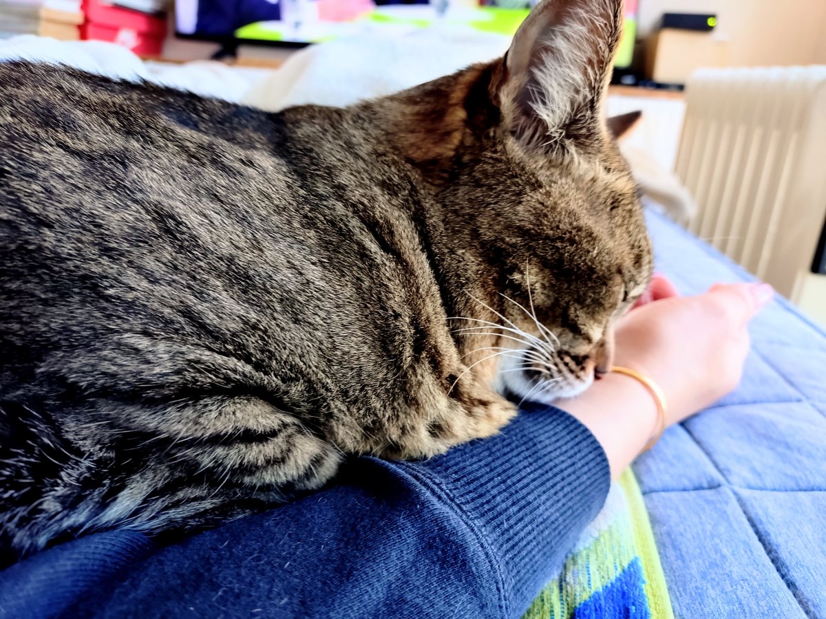 KeithTheCat01 tweet picture
