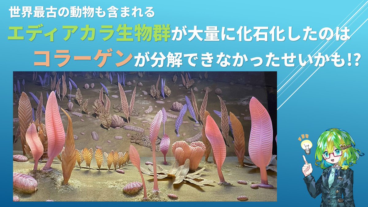 lab_brains's tweet photo. エディアカラ生物群が大量に化石化したのはコラーゲンが分解できなかったせいかもしれない
https://t.co/mAVbS04dzy

最古の大型生物の集団「エディアカラ生物群」は、柔らかい身体のはずなのに、なぜ大量に化石化するのか…？
詳しく解説しますので、ぜひご覧ください！

@Science_Release https://t.co/J2lThjHZjQ