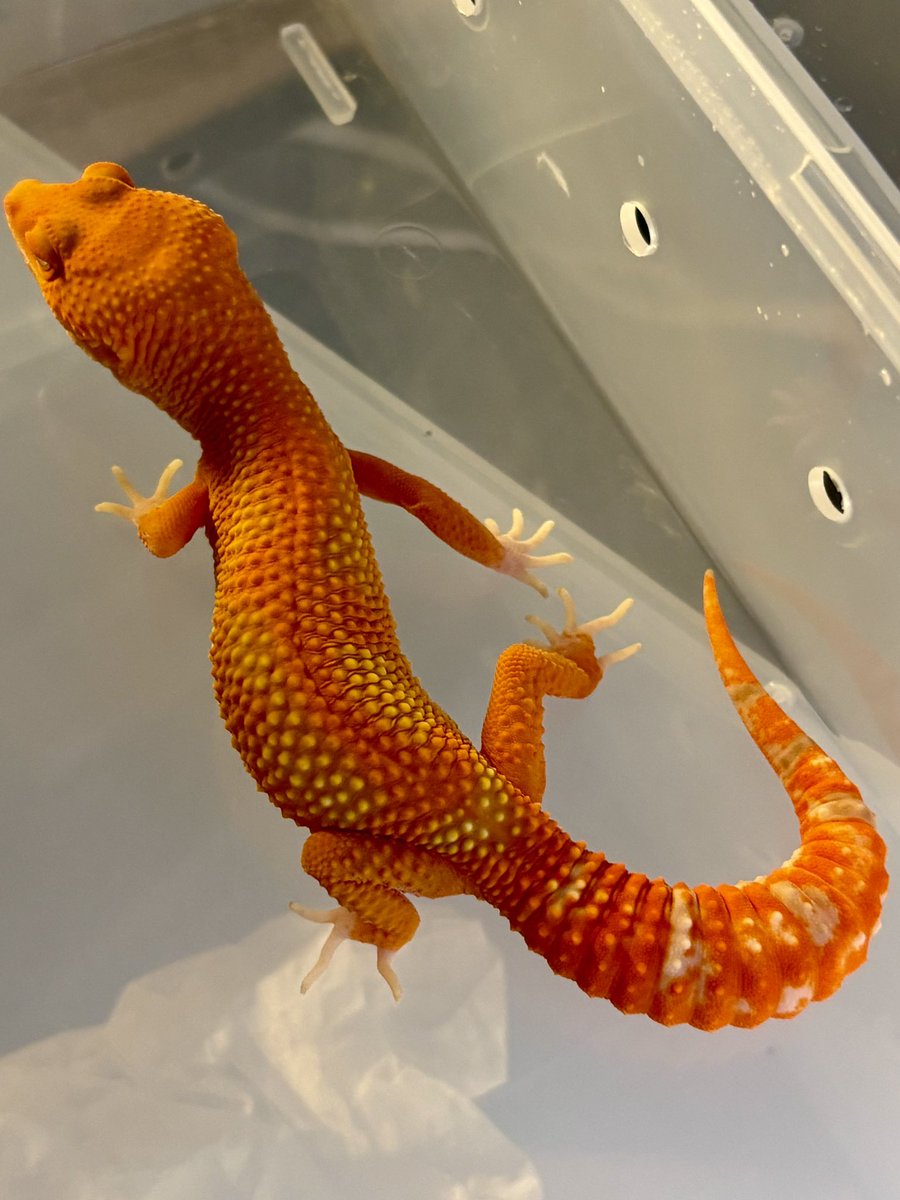 reptilelife27 tweet picture
