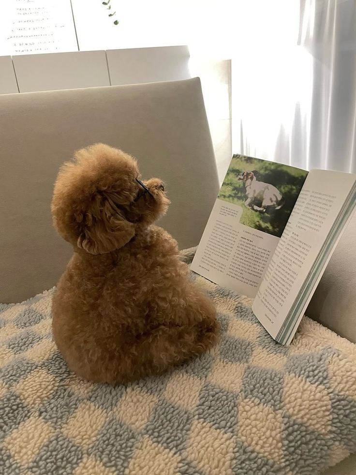 untaikatta's tweet photo. ️️
️️
Good mowning!
Bangun tidur liat Pipu kayak gini, diajarin apa sih sama Theo? 😭
️️️️
️️ https://t.co/Ghq7jdwdkd