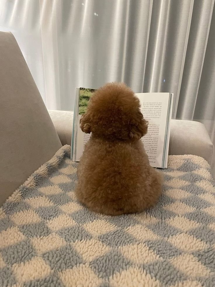 untaikatta's tweet photo. ️️
️️
Good mowning!
Bangun tidur liat Pipu kayak gini, diajarin apa sih sama Theo? 😭
️️️️
️️ https://t.co/Ghq7jdwdkd
