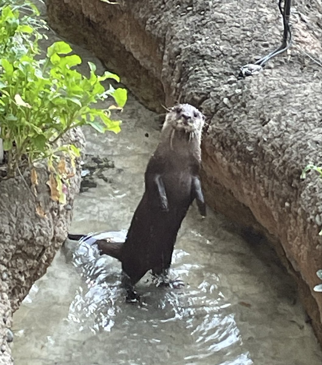 ELCAYOkayo's tweet photo. おはよっ💦
すっごい人でびっくりね😳
#ガク
#コツメカワウソ 
#恩寵上野動物園 https://t.co/CNwUUHCipz