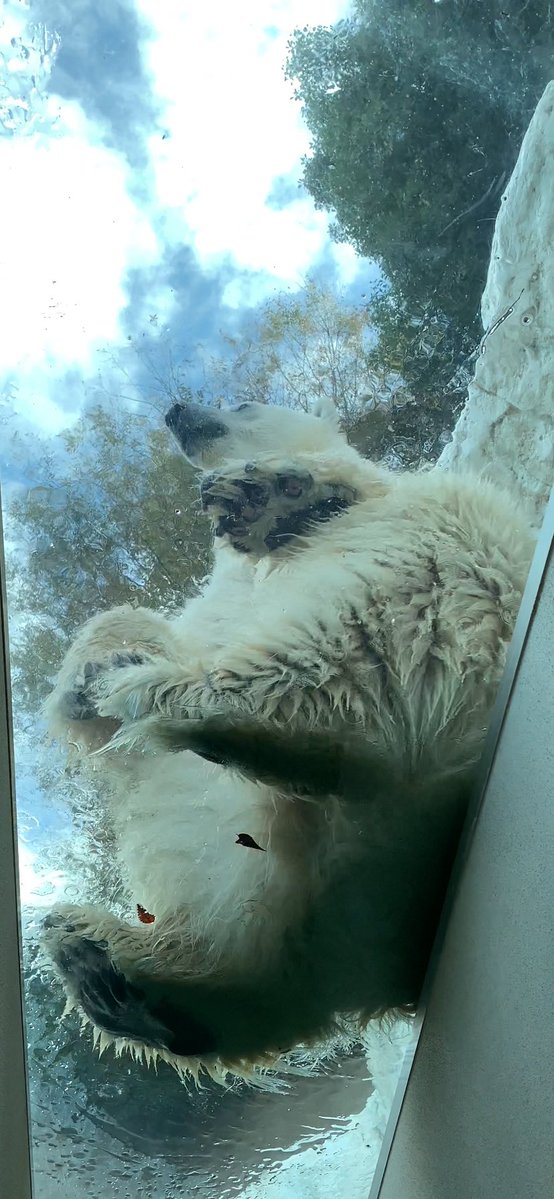 Ryoi22's tweet photo. またね!イコロ🩵

#ホッキョクグマ🐻‍❄️#イコロ🐾
#上野動物園🚛→#天王寺動物園 10/23 https://t.co/UyK5i3ThWI