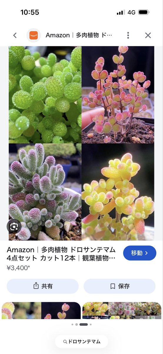 SumoPonLeo's tweet photo. ドロサンテマムが可愛すぎて買おうか悩み中 https://t.co/Oqq4qWBoCq