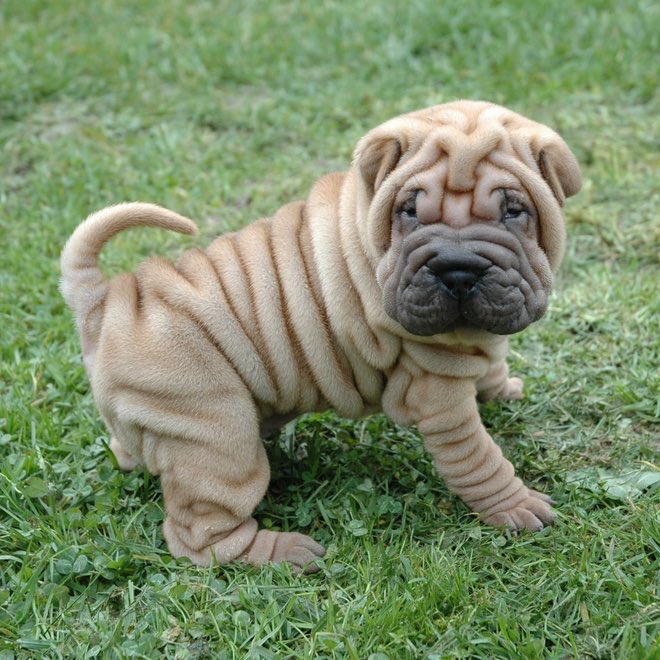 M4LEKAi's tweet photo. @StevenCheung47 I just wanna grab you by those folds like a sharpei!!! https://t.co/S4Eb3DW16r