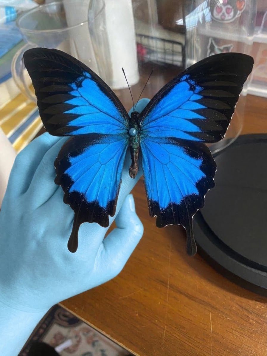tearstosh3d's tweet photo. Papilio Ulysses https://t.co/LZfDbRyC1E