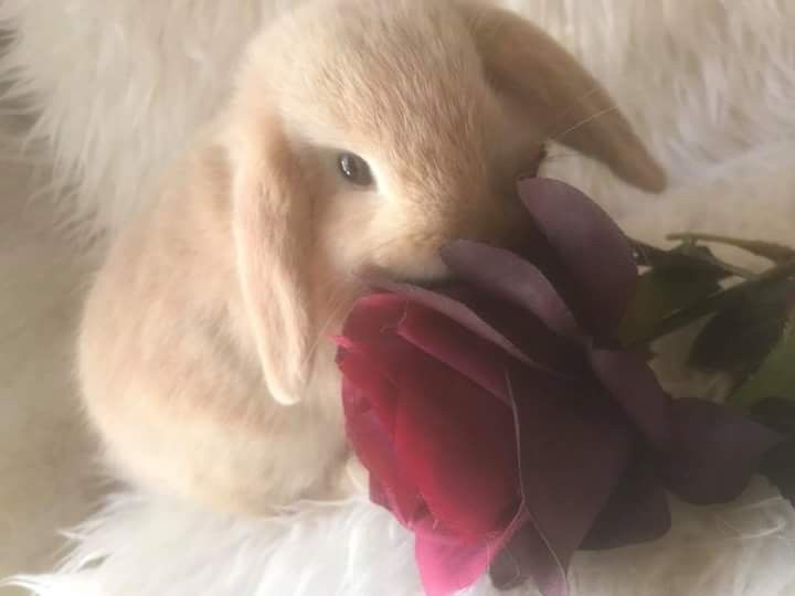 Rosebwnny's tweet photo. Sometimes you just have to apologize for what bad you committed, even if the person will never apologize back for the bad they committed against you

And ykw that's okay because the freeing reward of forgiveness and repentance is greater than any grudge can give you. https://t.co/507HT0ydxg
