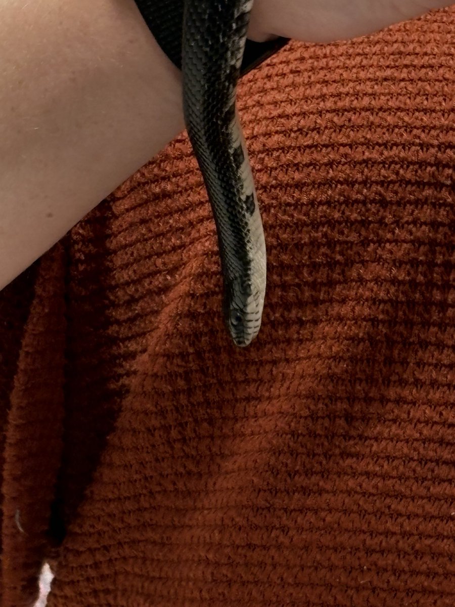 strwberry_l0ver's tweet photo. evil snake attacked me at school today 😢 https://t.co/iK43IkgNil