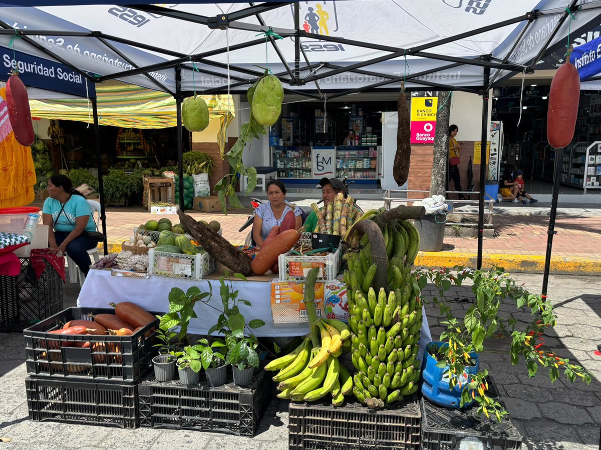 IESS_SSC's tweet photo. Participamos en la Bioferia Agroecológica Comunitaria y de Emprendimientos Palora 2026, un espacio para reconocer el trabajo de nuestros productores, apoyar los emprendimientos rurales y celebrar la identidad de nuestras comunidades.

#segurocampesino #salud https://t.co/Xa0D9CgIWM