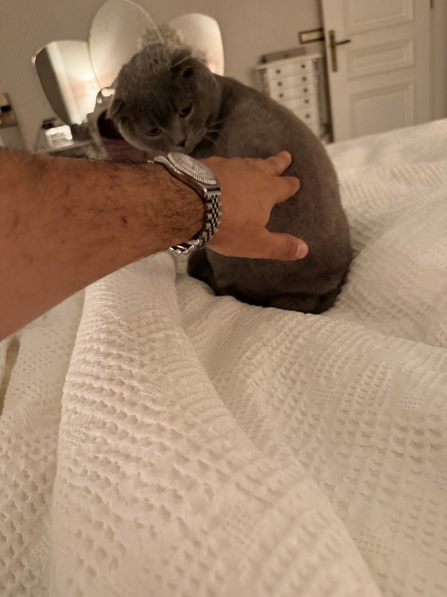 madchancer881's tweet photo. Böyle bir kedi yok Dünyadaaaaa:)) https://t.co/UKTvwcd2I7
