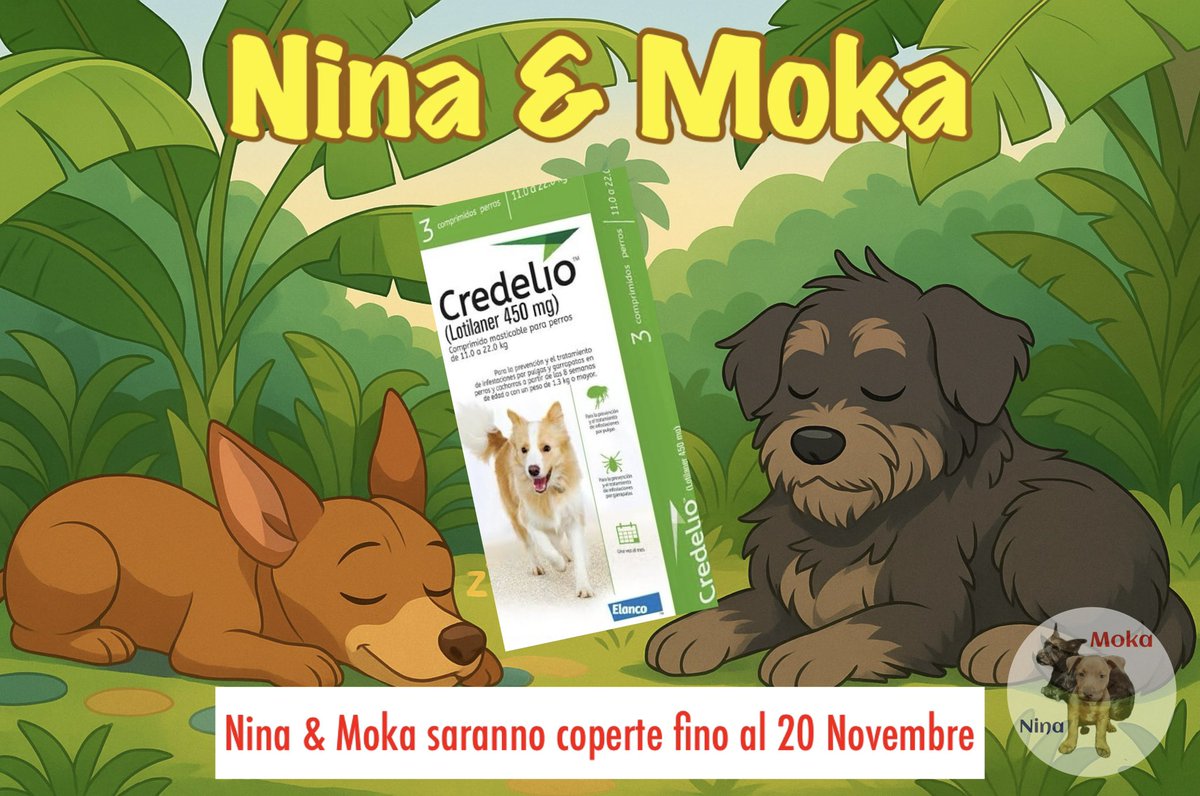 RossanoCocchie1's tweet photo. Nina&Moka hanno preso l’antiparassitario e sono protette fino al 20 Novembre.
#Nina #Moka #MyDog #IlMioCane #Cachorro #ViraLata #Meticcio #DogLover #MyDog https://t.co/gByODyELkb