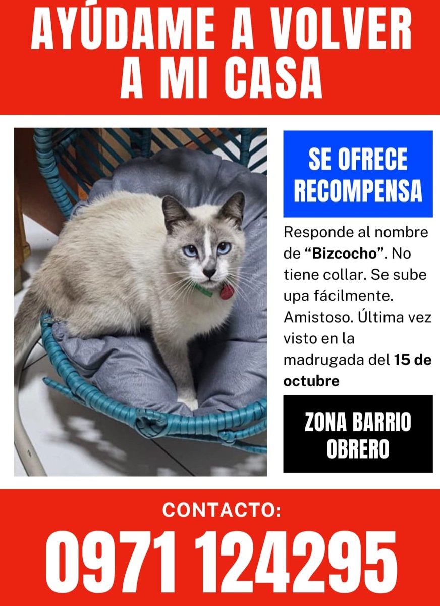 defensanimalpy's tweet photo. ¡Ayudemos a Bizcocho a volver a casa!

Fue visto por última vez el 15 de octubre en la Zona Barrio Obrero, sus dueños lo buscan y agradecen cualquier información sobre su paradero.

Si lo viste contacta al 0971124295

🐱❤️Es muy amistoso https://t.co/wZkCRhHqcX