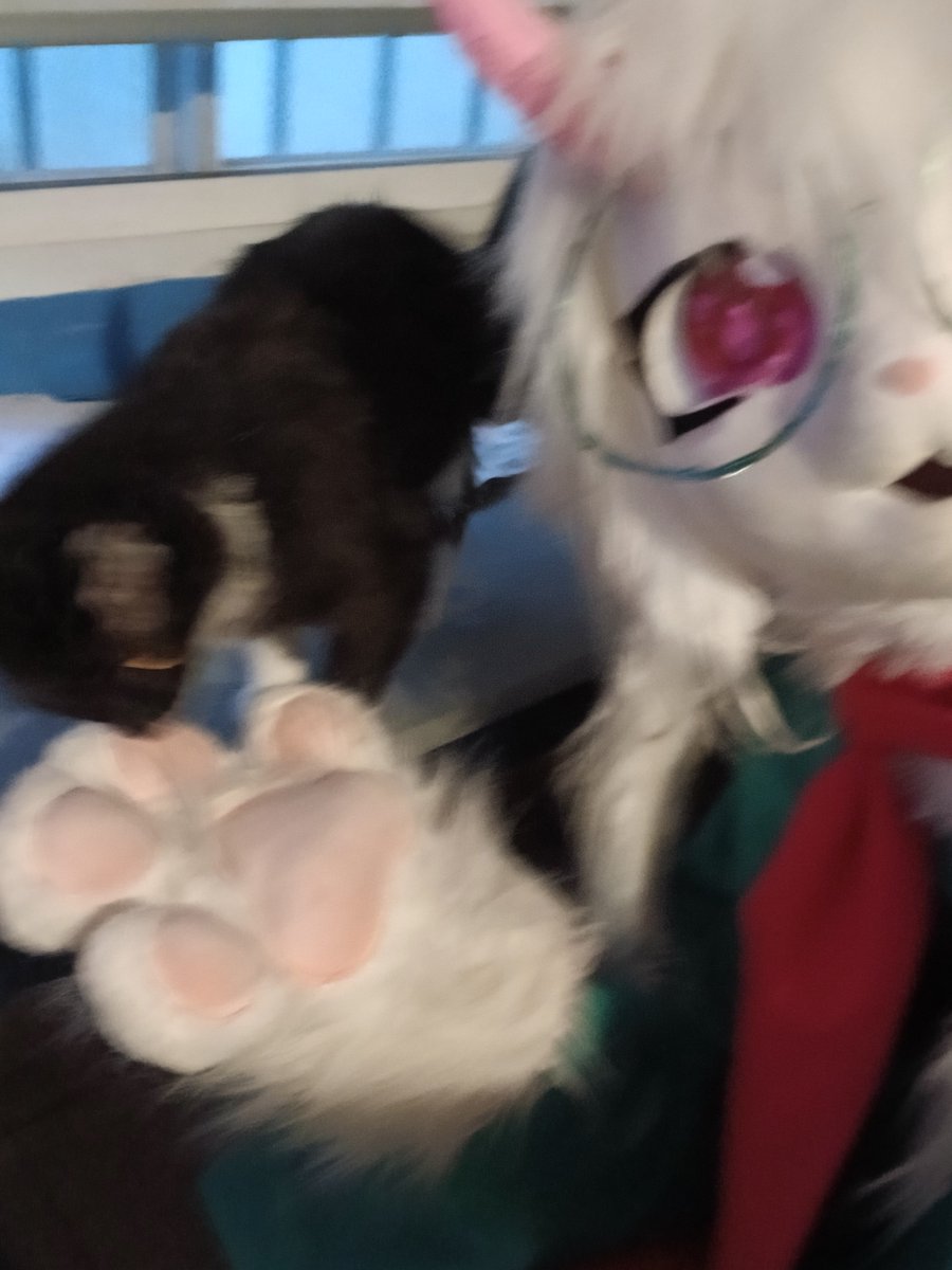 ralseifurkig's tweet photo. Raly and Pluey shenanigans! 🐈‍⬛
#Ralsei #DeltaruneCosplay #DELTARUNE https://t.co/zISyXc4myP