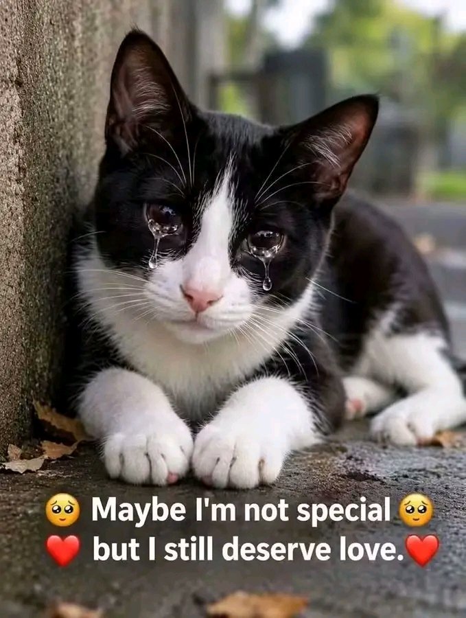 PawShield_'s tweet photo. https://t.co/IYksAKOXBp